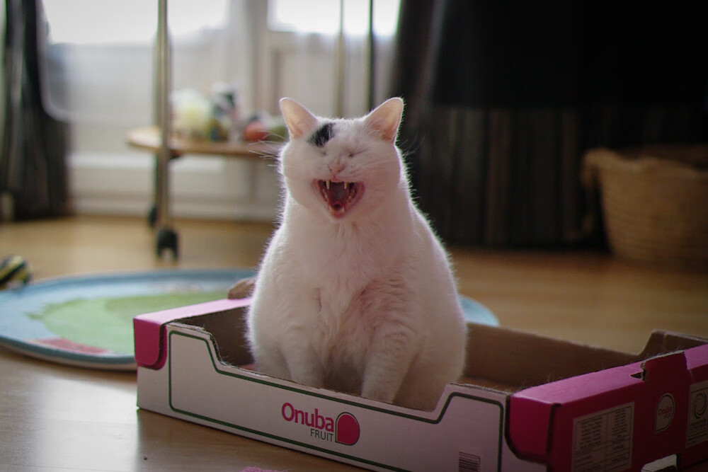 东瀛幻术与钢铁屏障，欧冠赛场的硬仗密码