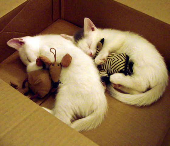 黄喜灿成喀麦隆雄狮终结者,比利亚雷亚尔友谊赛尽显亚洲锋芒