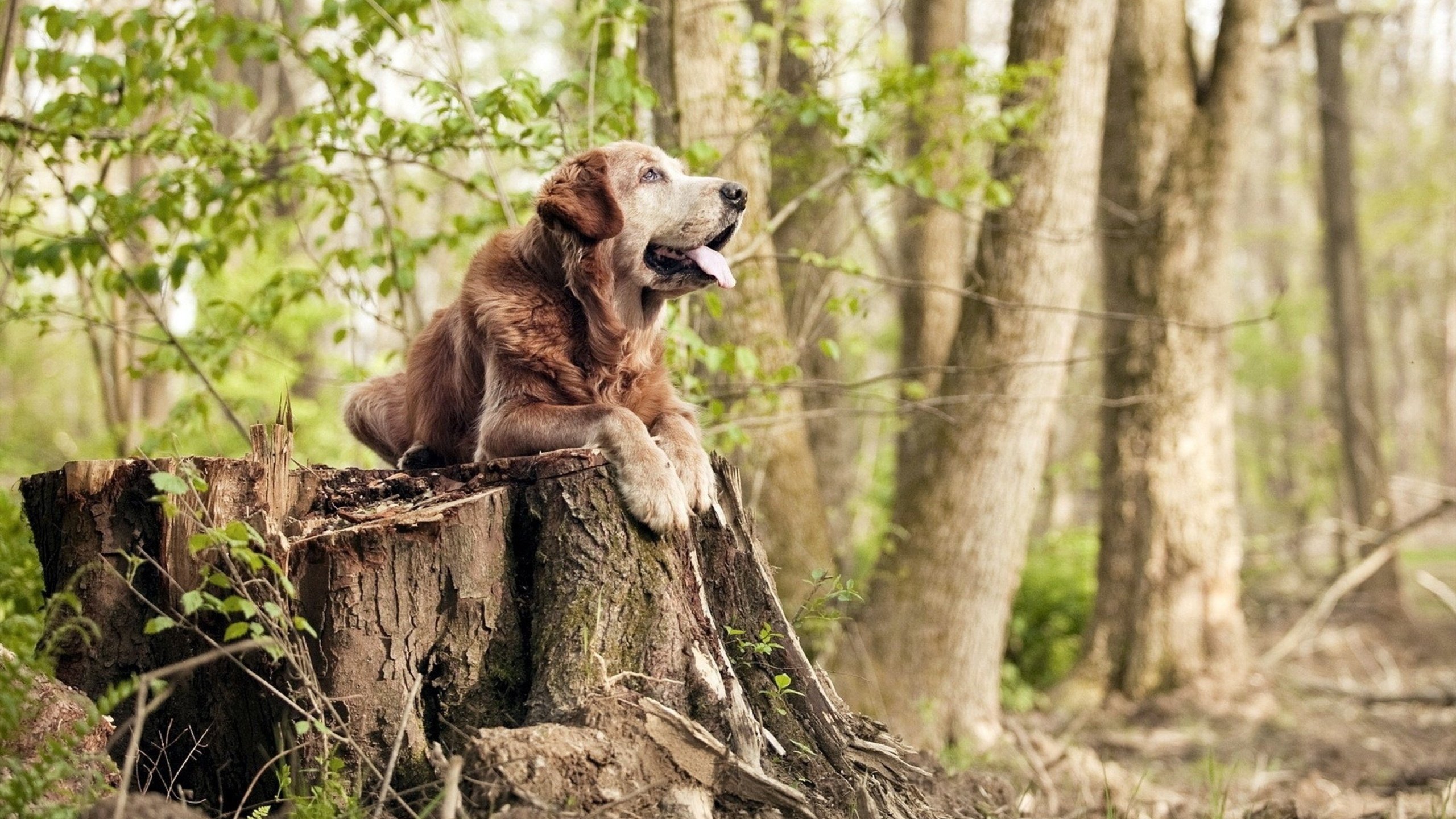 开云体育中国-雷霆斩断灰熊七连胜，杜兰特三万分夜创双里程碑