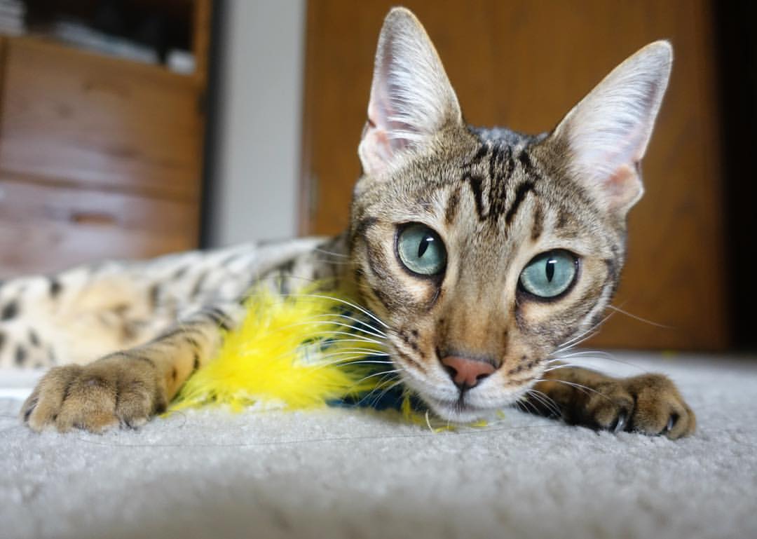 欧冠之夜，费城神迹，当恩比德用统治级数据上演平行时空的献礼