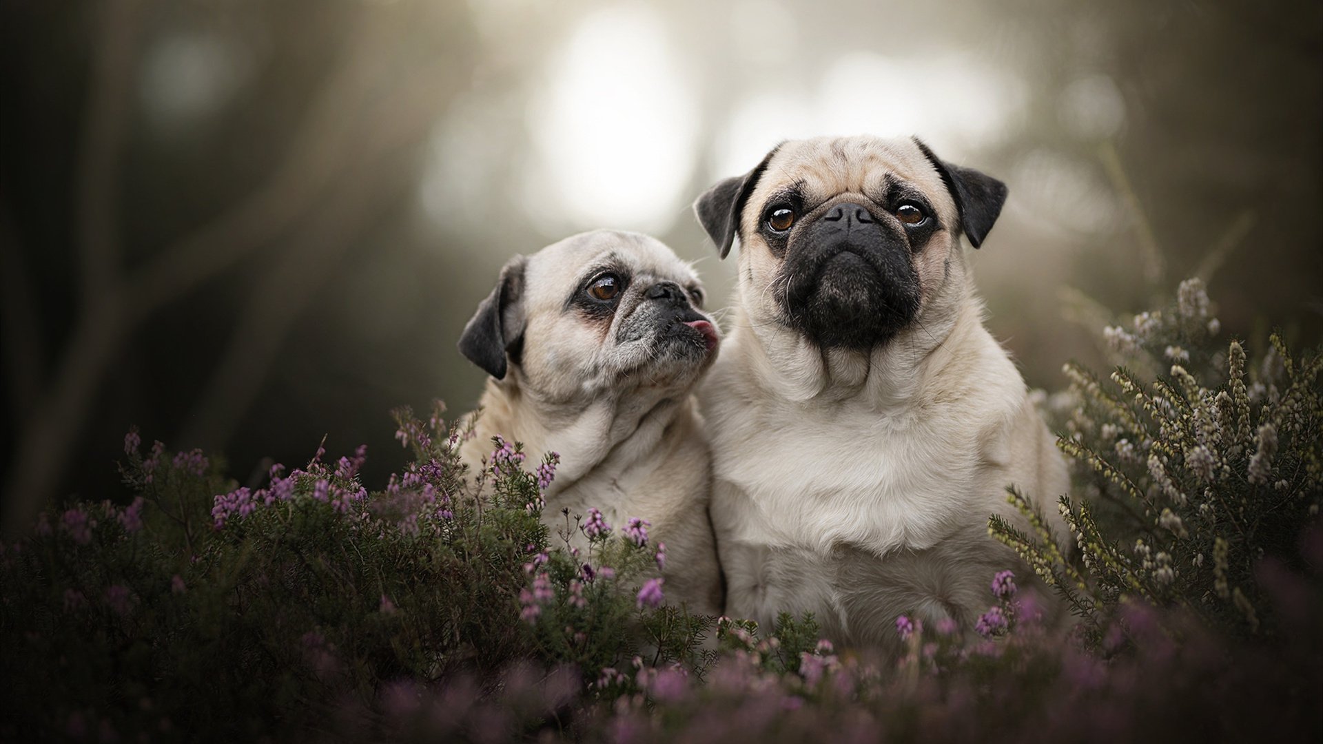 跨界统治力,热火灼烧公牛与浓眉欧冠封神之战