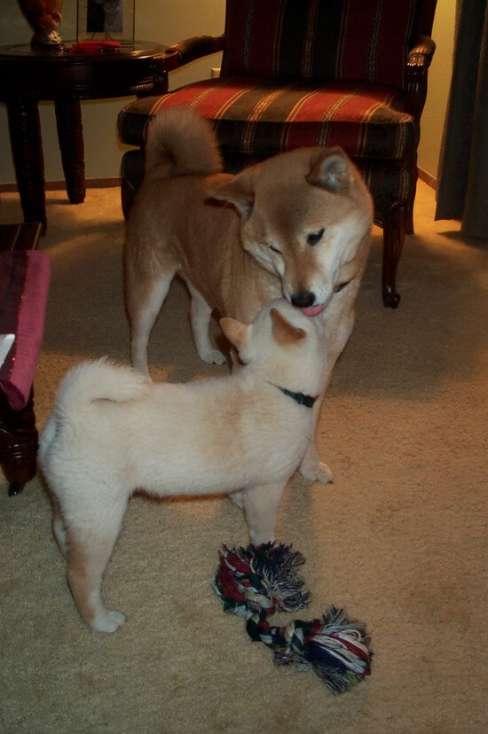 集体意志的胜利，当乌克兰铁壁让姆巴佩的星光成为悲壮注脚