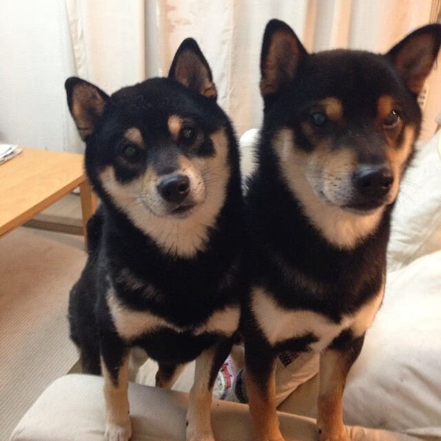 星耀北境，森林狼新星撕裂费城防线，76人连胜神话遭终结